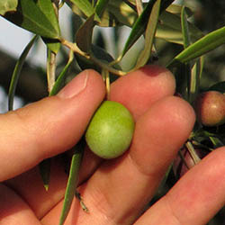 logo_recogida_mano_250x250