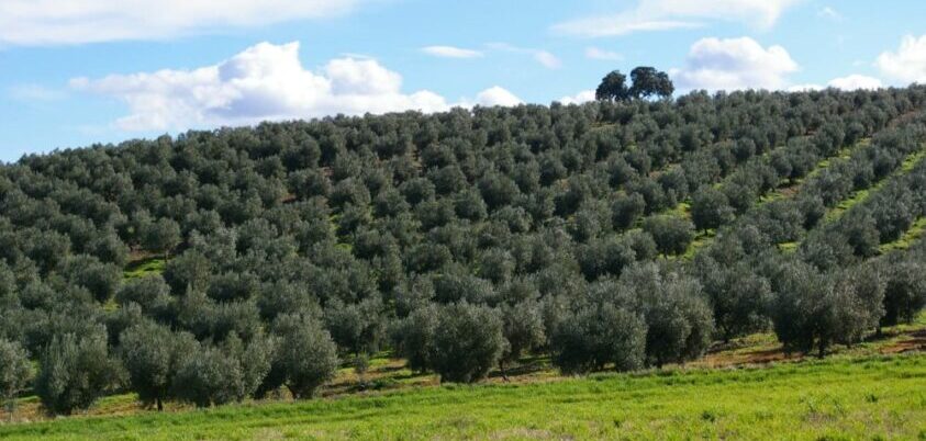 seleccionar la aceituna