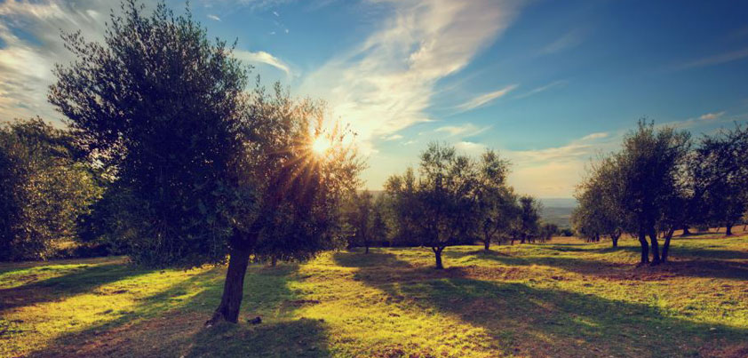 El ecosistema perfecto para un perfecto aceite de oliva ecológico