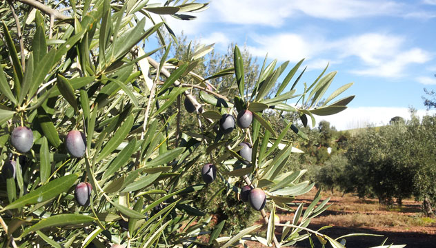 Finca La Pontezuela Finca La Pontezuela