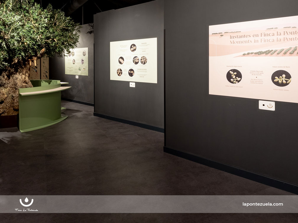 El Centro de Interpretación del Olivar 5 Elementos referente del oleoturismo El Centro de Interpretación del Olivar 5 Elementos referente del oleoturismo