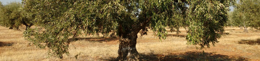 La Pontezuela participa en el Proyecto Olivares Vivos +