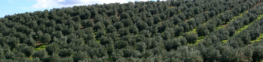 26 de noviembre, Día Mundial del Olivo