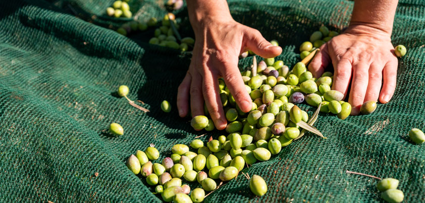 Claves para comprender el precio del AOVE en 2023