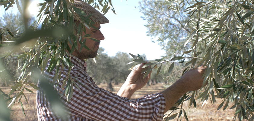 ¿El Aceite de Oliva Virgen Extra es un producto sostenible?