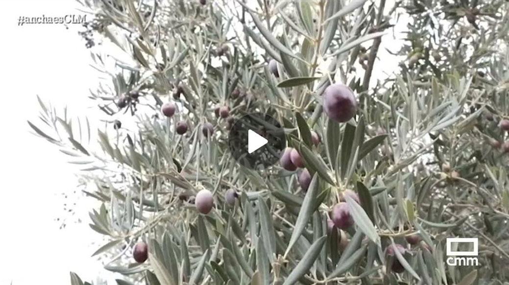 Reportaje sobre la recolección temprana de aceituna en Finca La Pontezuela