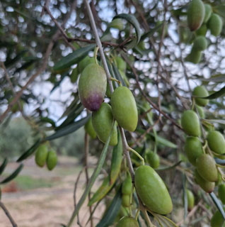 Variedad Cornicabra, el olivo y su AOVE: la guía definitiva