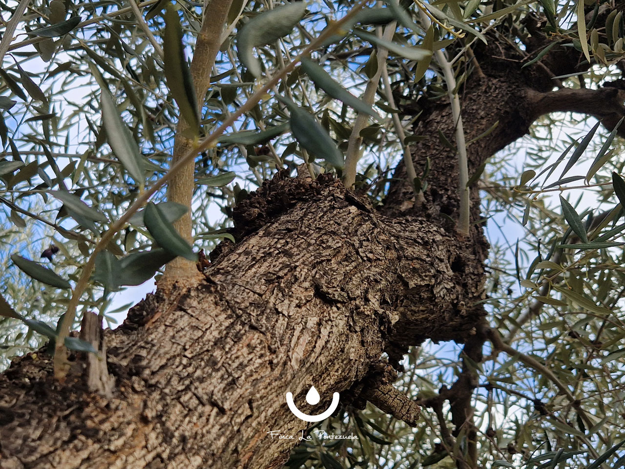 Variedad Cornicabra, el olivo y su AOVE: la guía definitiva Variedad Cornicabra, el olivo y su AOVE: la guía definitiva