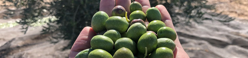 Finca La Pontezuela gana el Premio Mario Solinas 2025 del Consejo Oleícola Internacional